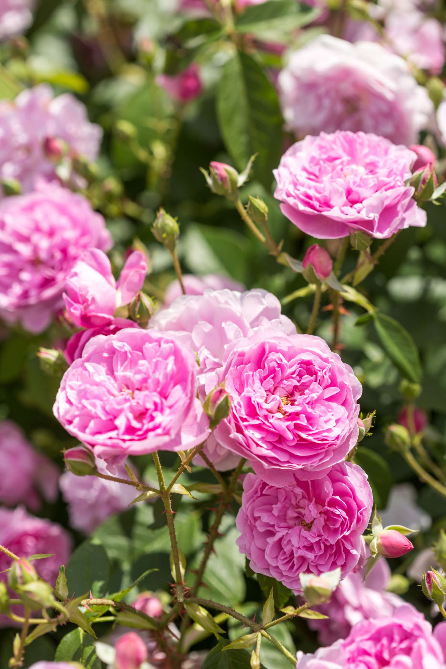 Ruusu 'Harlow Carr' (Aushouse)